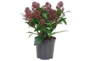 skimmia japonica