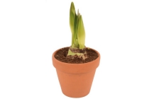 amaryllis met ompot