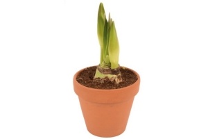 amaryllis met ompot