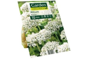 allium sieruibollen nigrum