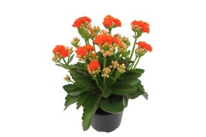 kalanchoe