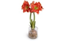 amaryllis