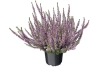 calluna