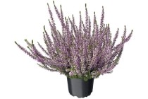 calluna