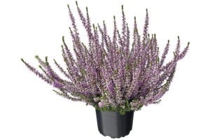 calluna