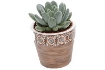 mini succulent in pot tegeltjes bruin