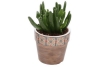 mini succulent in pot tegeltjes beige