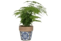 groene kamerplant in marrakesh pot