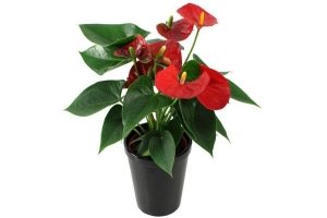 anthurium