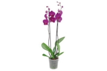 orchidee 2 tak