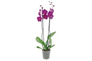 orchidee 2 tak