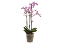 orchidee multi 3 tak