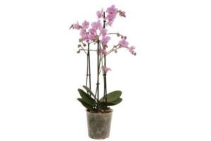 orchidee multi 3 tak