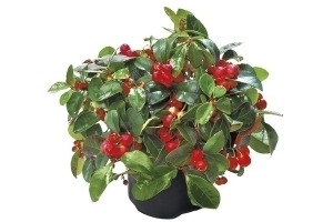 gaultheria