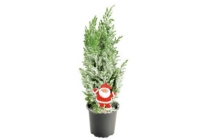 kwekers trots mini kerstboom