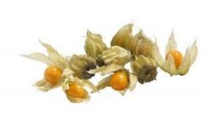 physalis