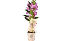 luxe botanische orchidee