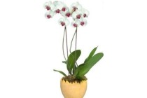 orchidee in eivorm