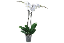 2 taks orchidee