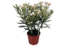 bloeiende oleander geel