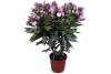 bloeiende oleander paars