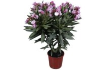 bloeiende oleander paars