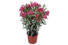 bloeiende oleander roze