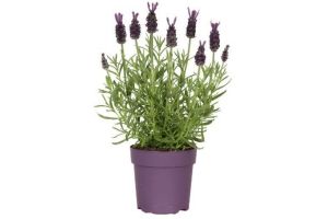 lavendel 10 5 cm pot