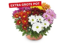 extra grote chrysant