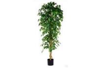 ficus benjamina royal mix