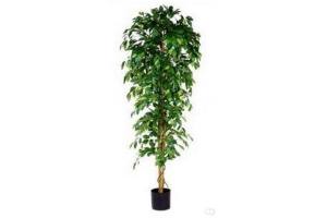 ficus benjamina royal mix