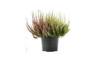 calluna gardengirls