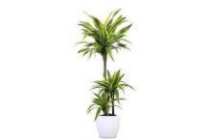 dracaena