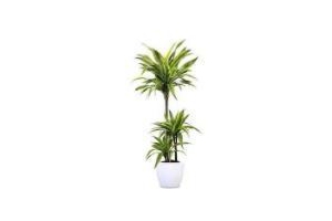 dracaena