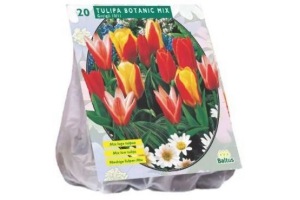 gekleurde tulpenbollenmix