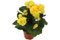 begonia