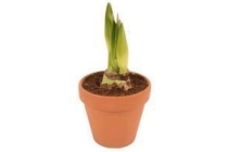 amaryllis in stenen pot