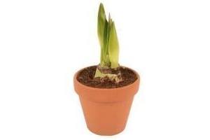 amaryllis in stenen pot