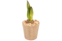 amaryllis in pot met houtsnippers