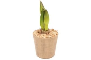 amaryllis in pot met houtsnippers