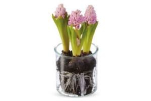 hyacint in glas