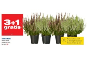 heide calluna