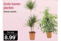 grote kamerplanten