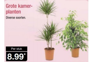 grote kamerplanten