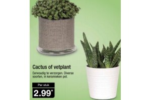 cactus of vetplant