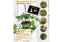 hangplanten in pot