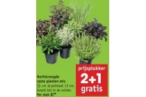 herfstvreugde vaste planten mix