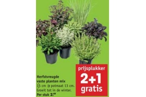 herfstvreugde vaste planten mix