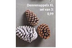 dennenappels xl