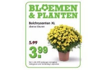 bolchrysanten xl